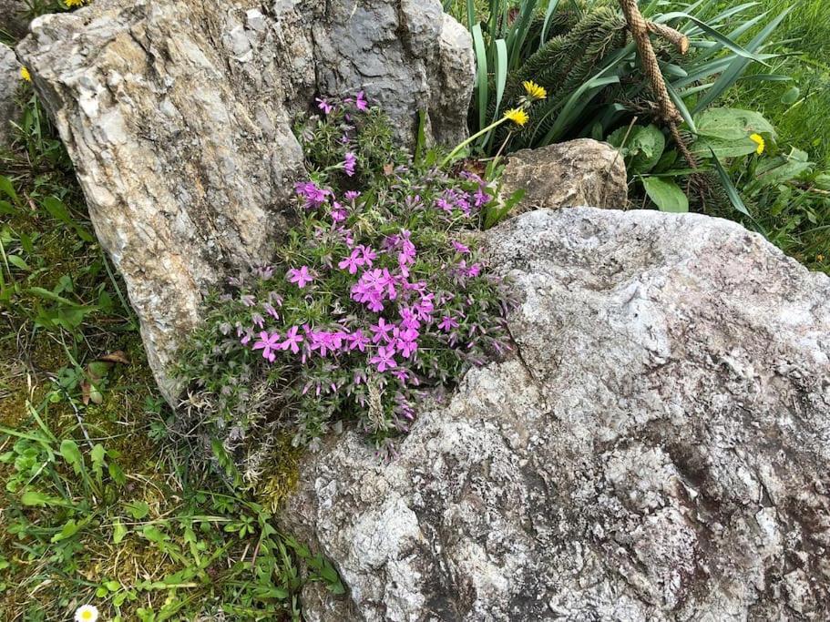 Appartamento Giada Pozzale Di Pieve Di Cadore Exteriör bild
