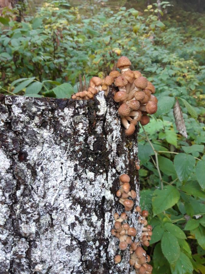 Appartamento Giada Pozzale Di Pieve Di Cadore Exteriör bild
